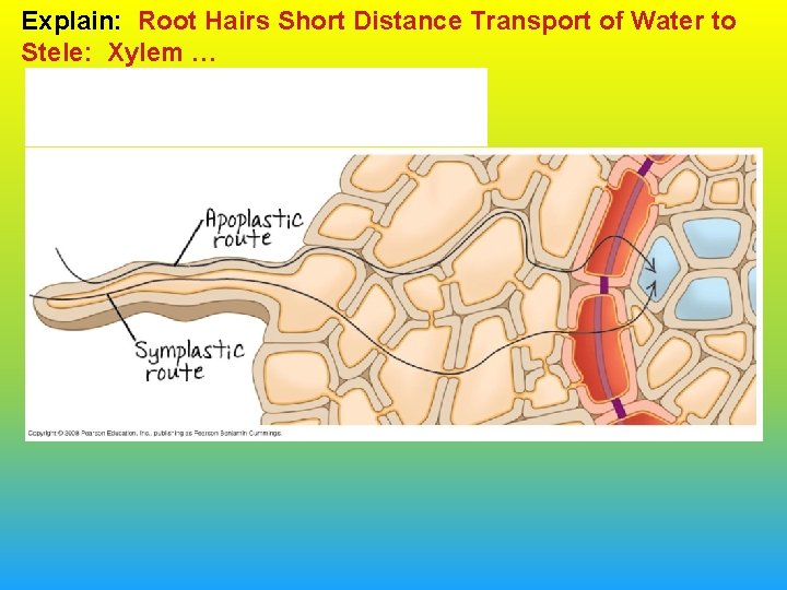 Explain: Root Hairs Short Distance Transport of Water to Stele: Xylem … 