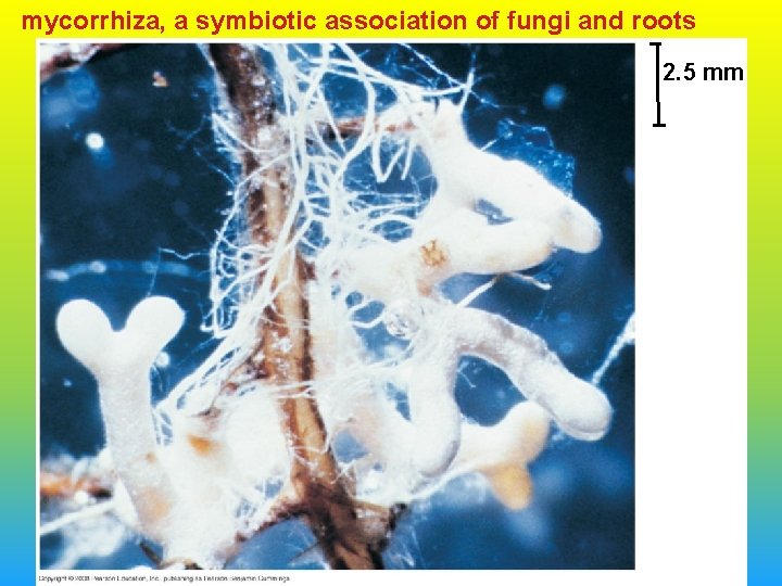 mycorrhiza, a symbiotic association of fungi and roots 2. 5 mm 