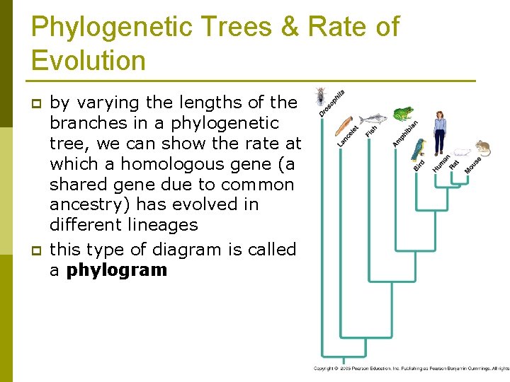 Phylogenetic Trees & Rate of Evolution p p by varying the lengths of the