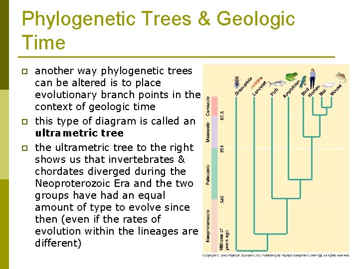 Phylogenetic Trees & Geologic Time p p p another way phylogenetic trees can be