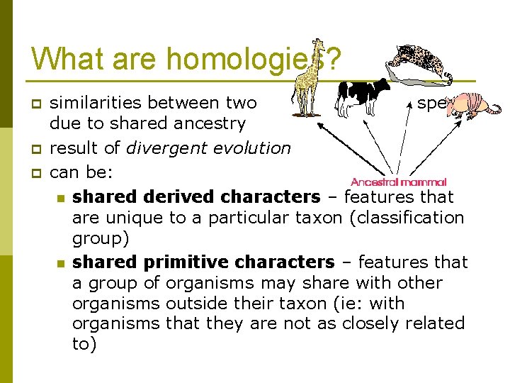 What are homologies? p p p similarities between two species due to shared ancestry