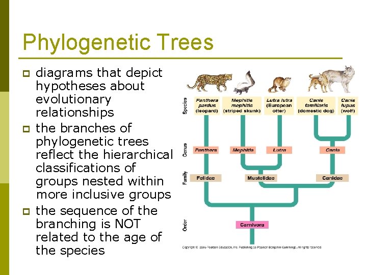 Phylogenetic Trees p p p diagrams that depict hypotheses about evolutionary relationships the branches