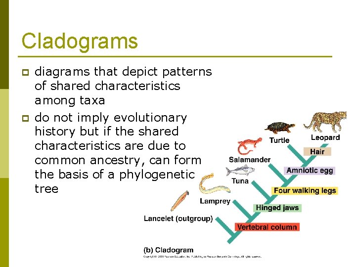 Cladograms p p diagrams that depict patterns of shared characteristics among taxa do not