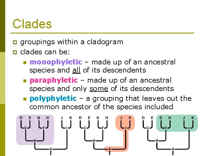 Clades p p groupings within a cladogram clades can be: n monophyletic – made