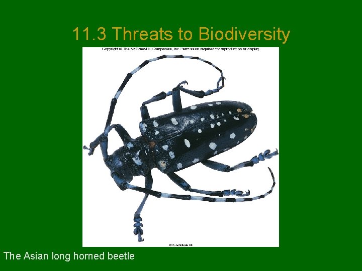 11. 3 Threats to Biodiversity The Asian long horned beetle 