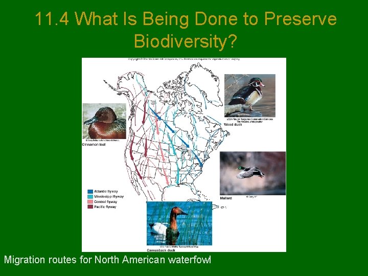11. 4 What Is Being Done to Preserve Biodiversity? Migration routes for North American
