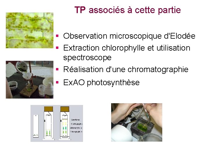 TP associés à cette partie § Observation microscopique d'Elodée § Extraction chlorophylle et utilisation