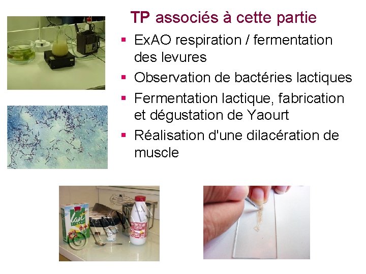 TP associés à cette partie § Ex. AO respiration / fermentation des levures §