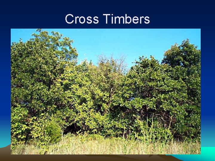 Cross Timbers 
