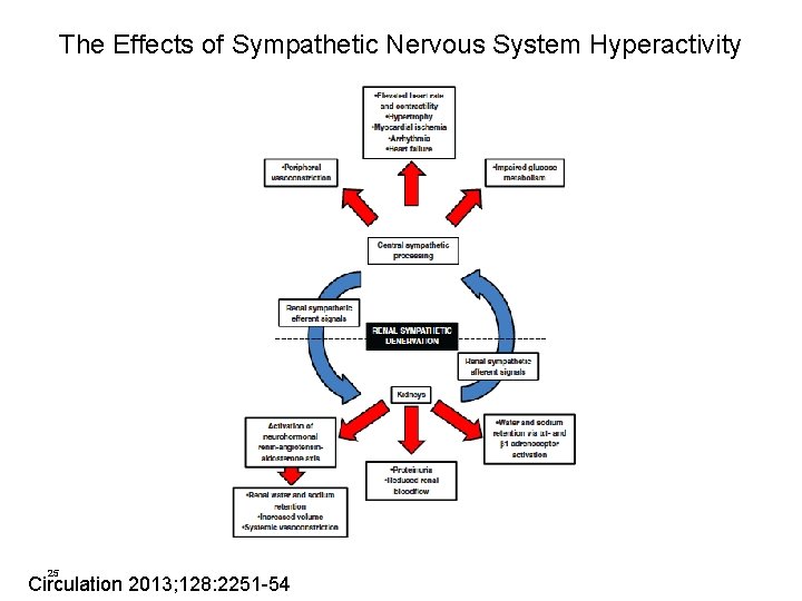 The Effects of Sympathetic Nervous System Hyperactivity 25 Circulation 2013; 128: 2251 -54 