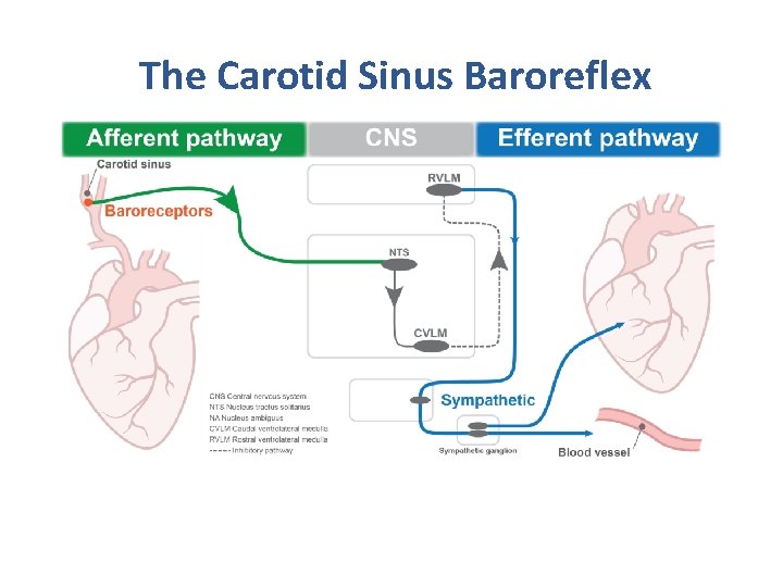 The Carotid Sinus Baroreflex 