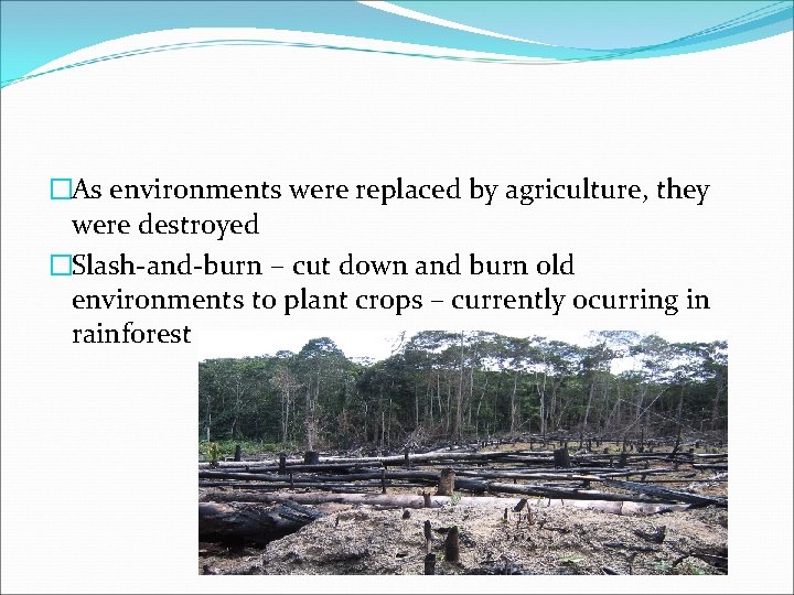 �As environments were replaced by agriculture, they were destroyed �Slash-and-burn – cut down and
