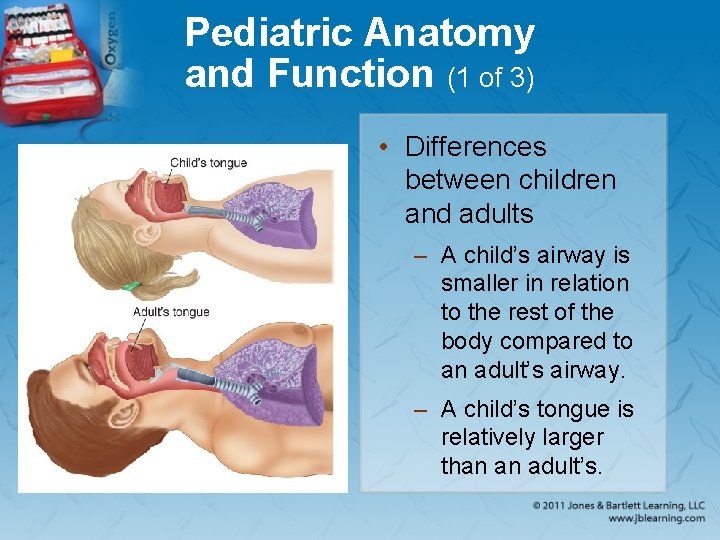 Pediatric Anatomy and Function (1 of 3) • Differences between children and adults –