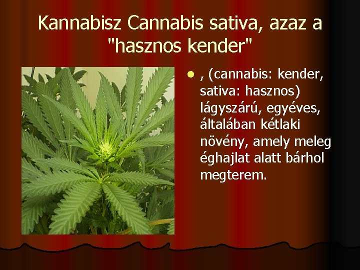 Kannabisz Cannabis sativa, azaz a "hasznos kender" , (cannabis: kender, sativa: hasznos) lágyszárú, egyéves,