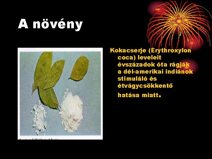 A növény . " Kokacserje (Erythroxylon coca) leveleit évszázadok óta rágják a dél-amerikai indiánok