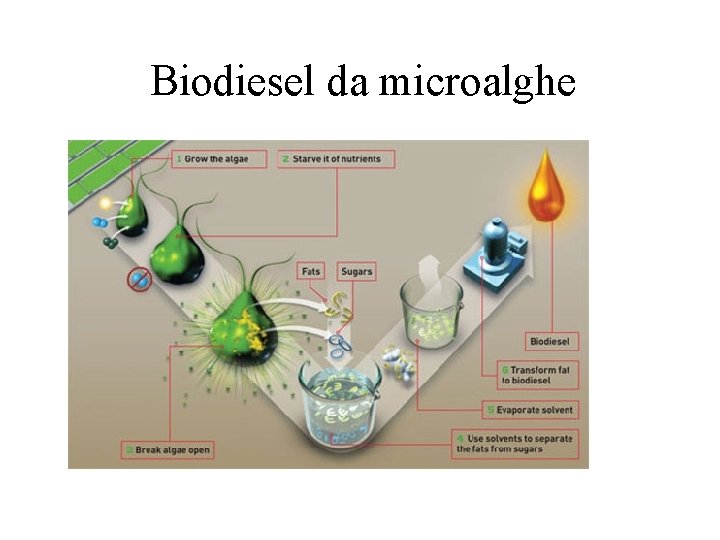 Biodiesel da microalghe 