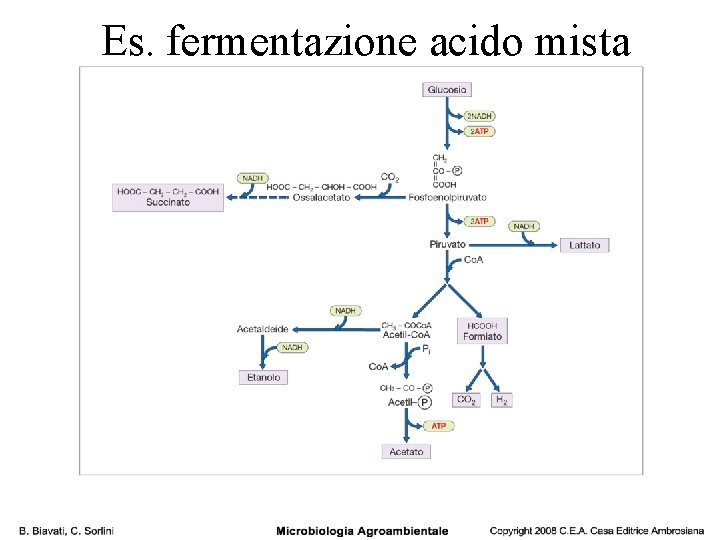 Es. fermentazione acido mista 