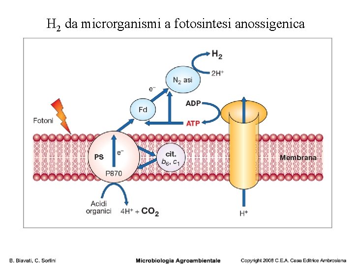 H 2 da microrganismi a fotosintesi anossigenica 