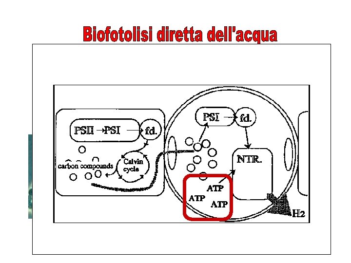 2 H 2 O 2 H 2 + O 2 Cianobatteri Anabaena spp. Nostoc