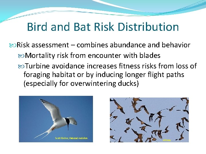 Bird and Bat Risk Distribution Risk assessment – combines abundance and behavior Mortality risk