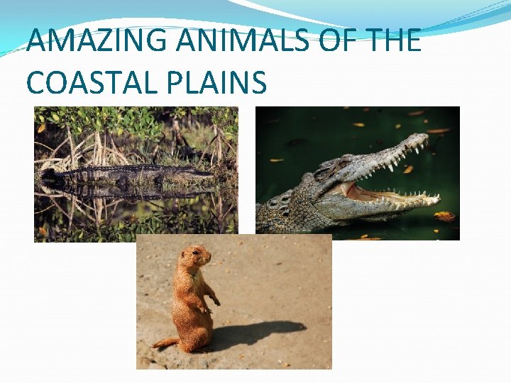 AMAZING ANIMALS OF THE COASTAL PLAINS 