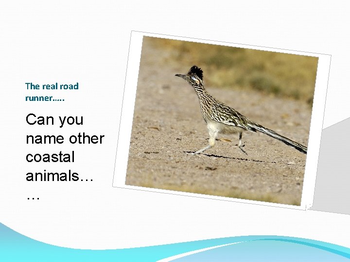 The real road runner…. . Can you name other coastal animals… … 