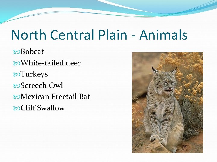 North Central Plain - Animals Bobcat White-tailed deer Turkeys Screech Owl Mexican Freetail Bat
