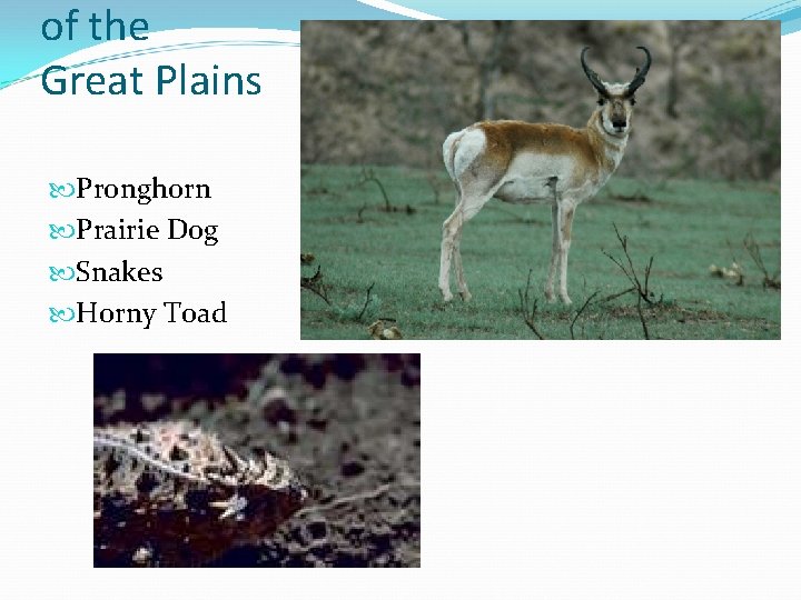 of the Great Plains Pronghorn Prairie Dog Snakes Horny Toad 