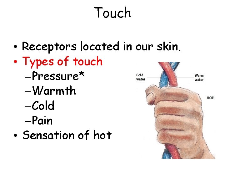 Touch • Receptors located in our skin. • Types of touch –Pressure* –Warmth –Cold