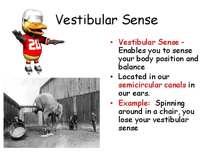 Vestibular Sense • Vestibular Sense Enables you to sense your body position and balance