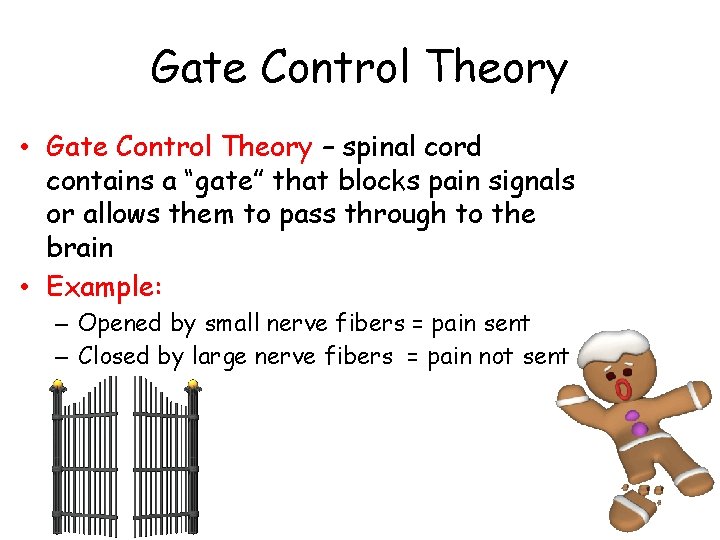 Gate Control Theory • Gate Control Theory – spinal cord contains a “gate” that