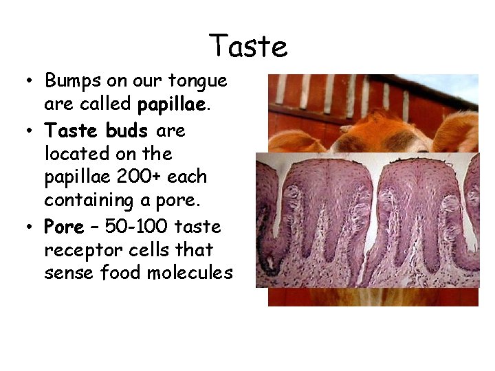 Taste • Bumps on our tongue are called papillae. • Taste buds are located