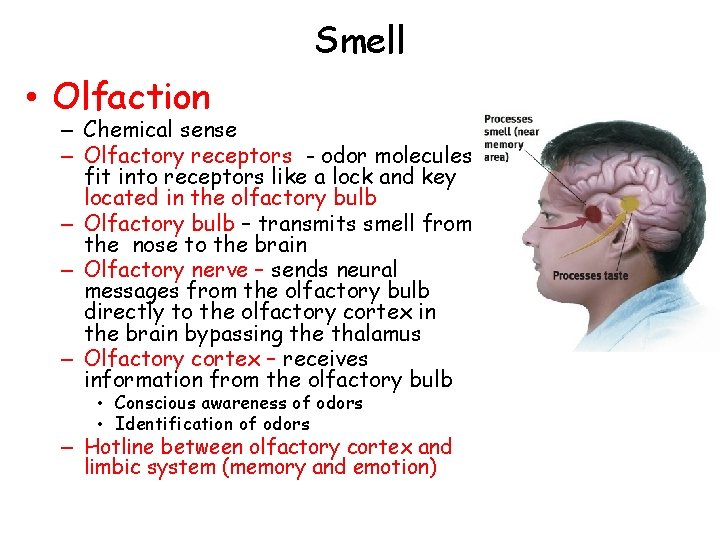 Smell • Olfaction – Chemical sense – Olfactory receptors - odor molecules fit into