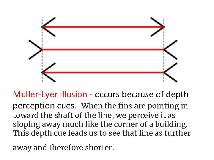 Muller-Lyer Illusion - occurs because of depth perception cues. When the fins are pointing