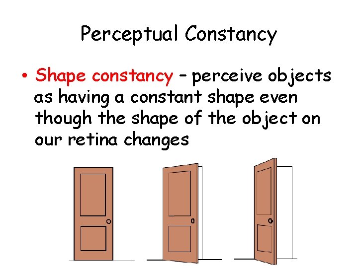 Perceptual Constancy • Shape constancy – perceive objects as having a constant shape even