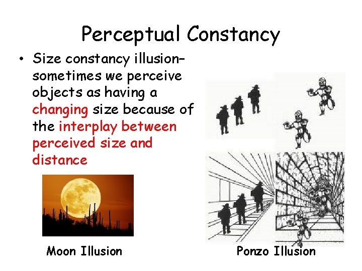 Perceptual Constancy • Size constancy illusion– sometimes we perceive objects as having a changing