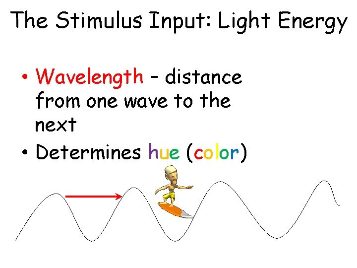 The Stimulus Input: Light Energy • Wavelength – distance from one wave to the