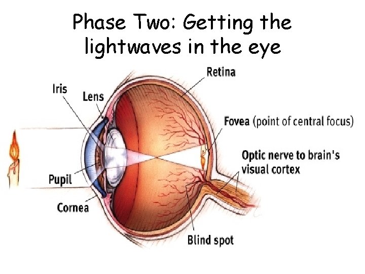 Phase Two: Getting the lightwaves in the eye 