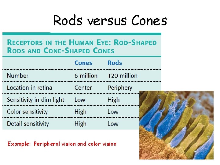 Rods versus Cones Example: Peripheral vision and color vision 