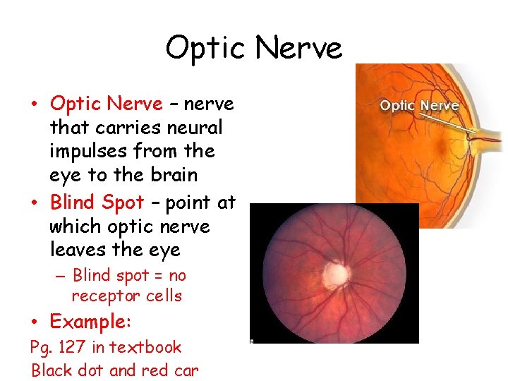 Optic Nerve • Optic Nerve – nerve that carries neural impulses from the eye