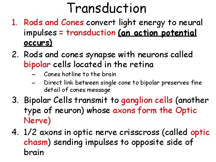 Transduction 1. Rods and Cones convert light energy to neural impulses = transduction (an