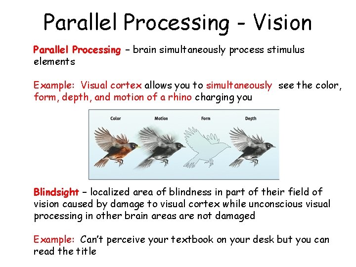 Parallel Processing - Vision Parallel Processing – brain simultaneously process stimulus elements Example: Visual