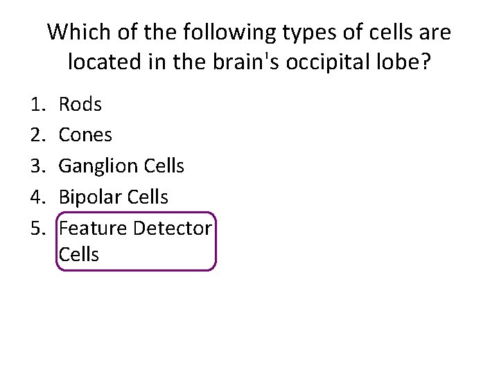 Which of the following types of cells are located in the brain's occipital lobe?