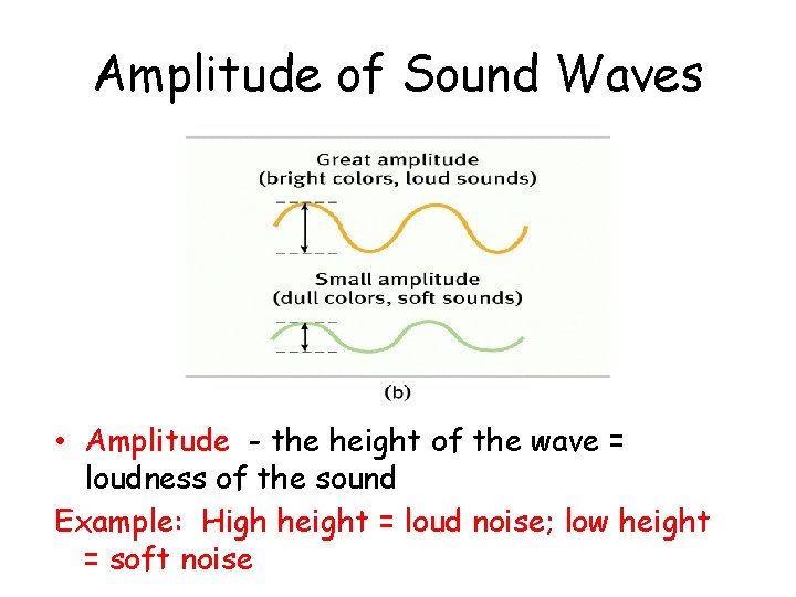 Amplitude of Sound Waves • Amplitude - the height of the wave = loudness