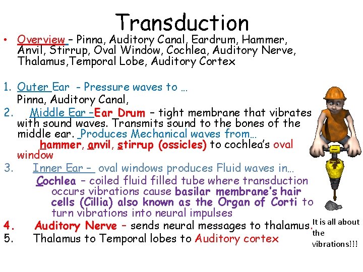 Transduction • Overview – Pinna, Auditory Canal, Eardrum, Hammer, Anvil, Stirrup, Oval Window, Cochlea,