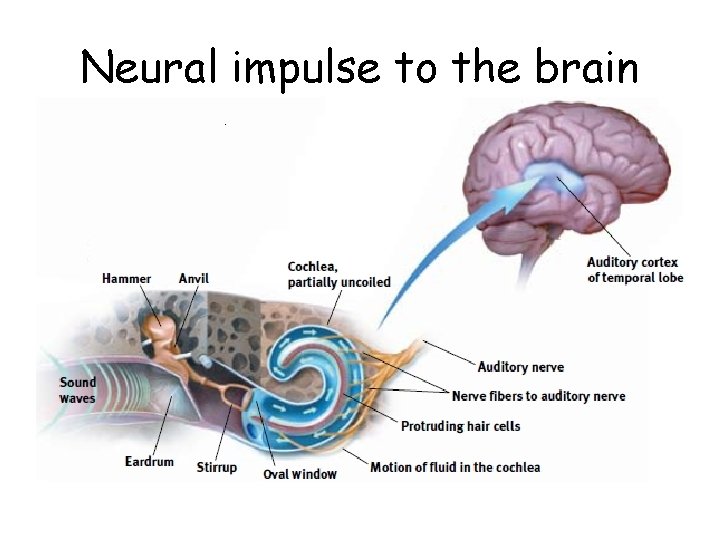 Neural impulse to the brain 
