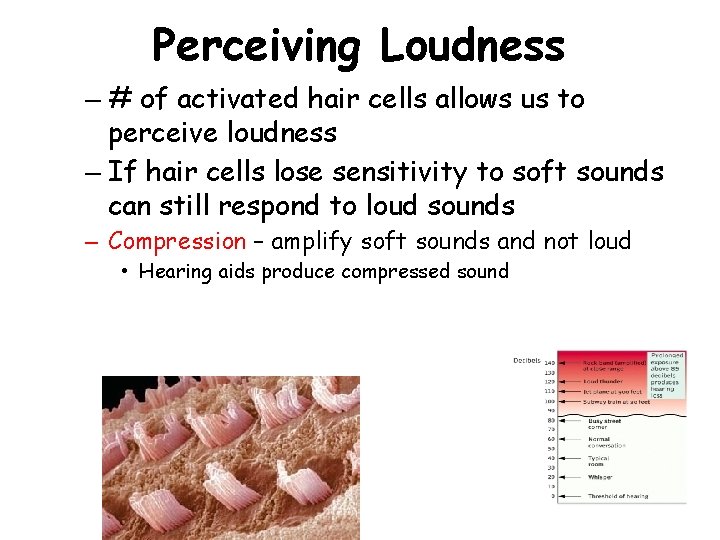 Perceiving Loudness – # of activated hair cells allows us to perceive loudness –