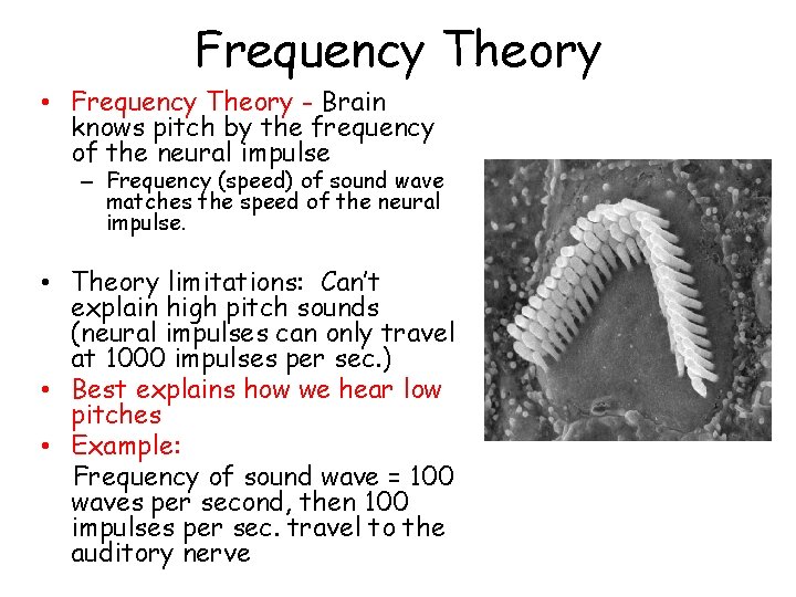 Frequency Theory • Frequency Theory - Brain knows pitch by the frequency of the