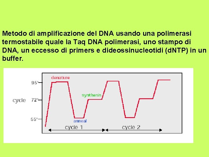 Metodo di amplificazione del DNA usando una polimerasi termostabile quale la Taq DNA polimerasi,