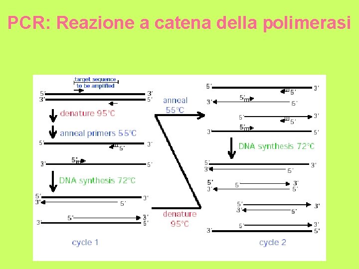 PCR: Reazione a catena della polimerasi 